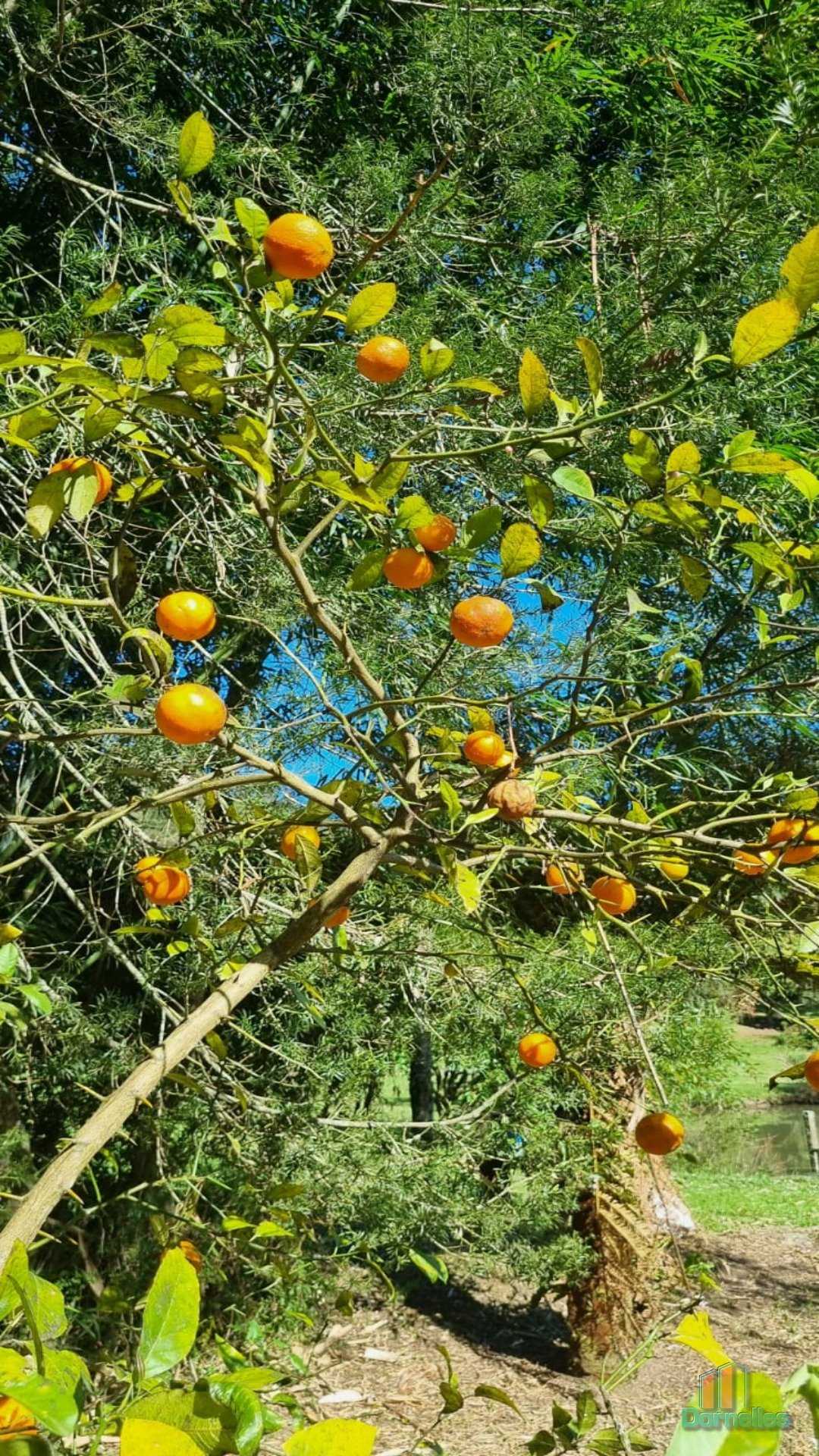 Imagem n° 16 do imóvel 14630